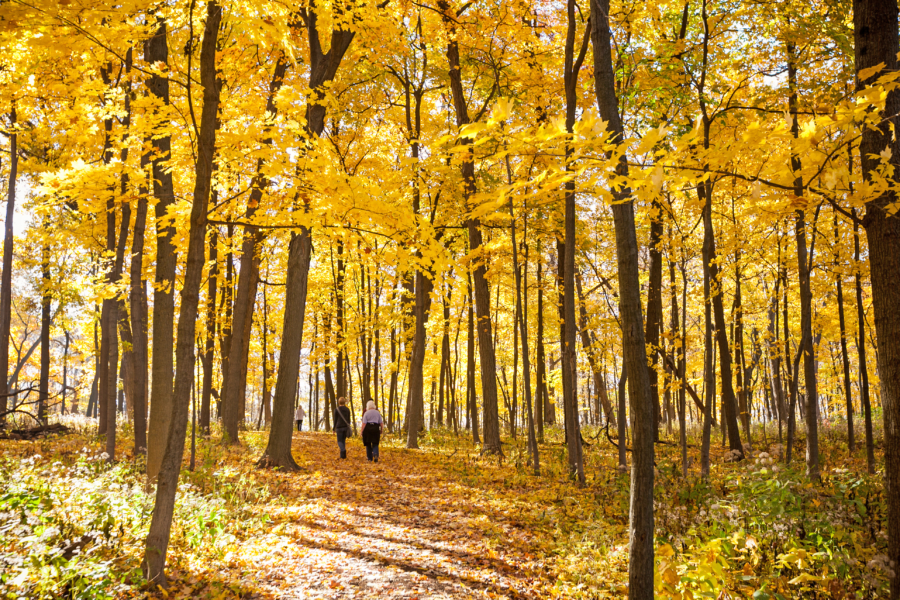 Morton Arboretum in fall