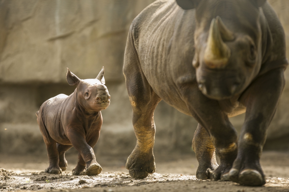 Baby rhino at Lincoln Park Zoo Chicago