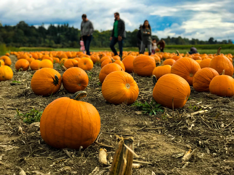 People roam in a pumpkin patch