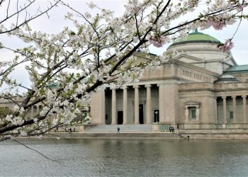 Where to see spring flowers in Chicago