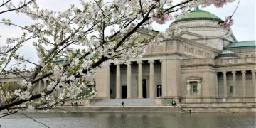 Where to see spring flowers in Chicago