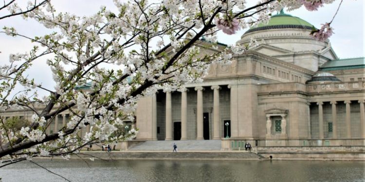 Where to see spring flowers in Chicago