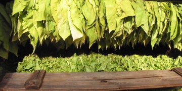 The Impact of Rising Tobacco Prices on Smoking Cessation Efforts